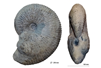 Lipoceras bechei